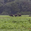 036 LOANGO Inyoungou Prairie avec Troupeau Elephants et Buffles 12E5K2IMG_79011wtmk.jpg
